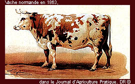 Vache normande en 1863
