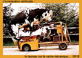 L'insémination artificielle : le taureau sur la vache mécanique
